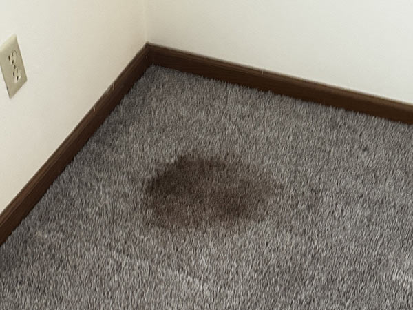 stain